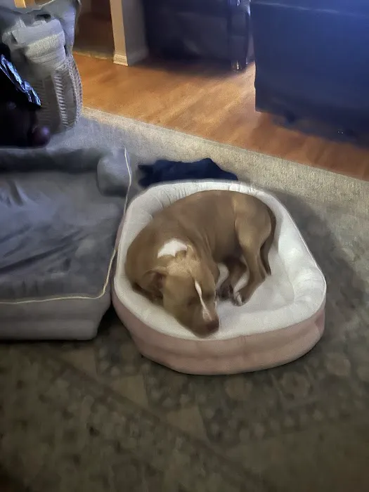Banfield Pet Hospital Picture 8
