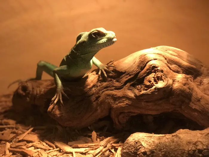 Pets-A-Plenty: The Ultimate Reptile Shop Picture 3