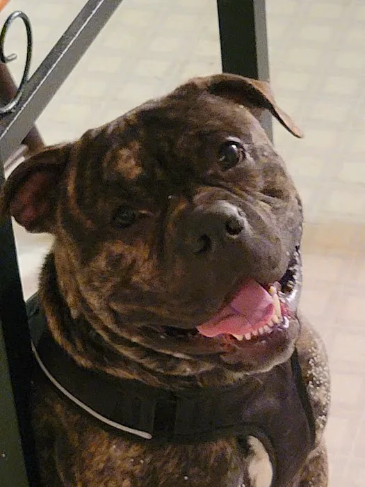 Donovan Veterinary Clinic Picture 6