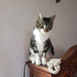 Donovan Veterinary Clinic