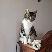 Donovan Veterinary Clinic ico