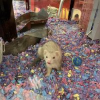 Petco ico