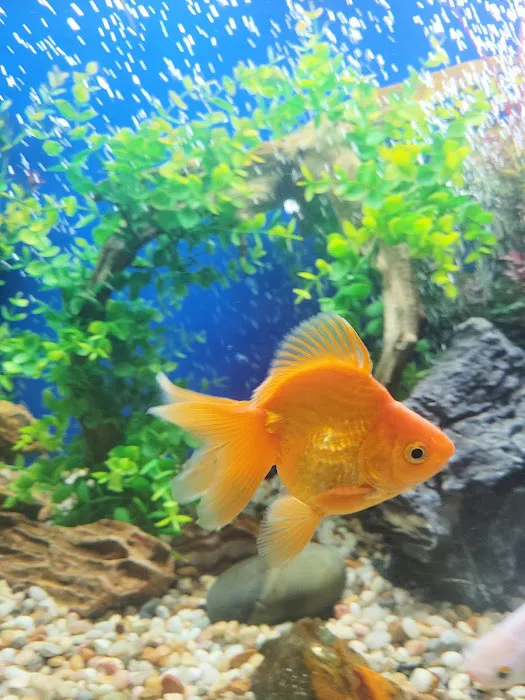 Aquarium Cleaning Services Picture 1