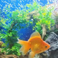 Aquarium Cleaning Services ico