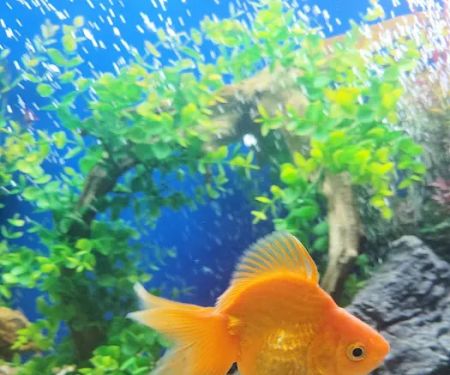Aquarium Cleaning Services