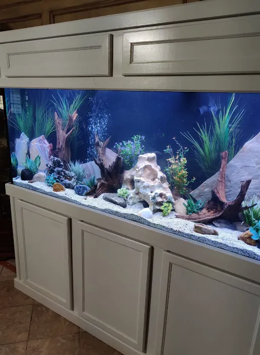 Aquarium Cleaning Services Picture 3