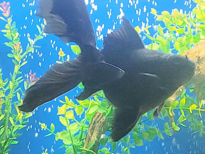 Aquarium Cleaning Services Picture 2