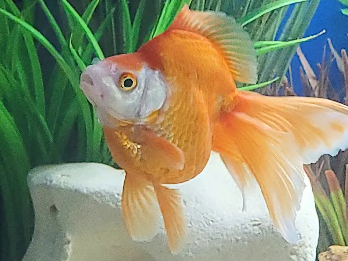 Aquarium Cleaning Services Picture 6