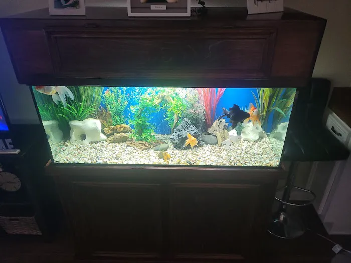 Aquarium Cleaning Services Picture 4
