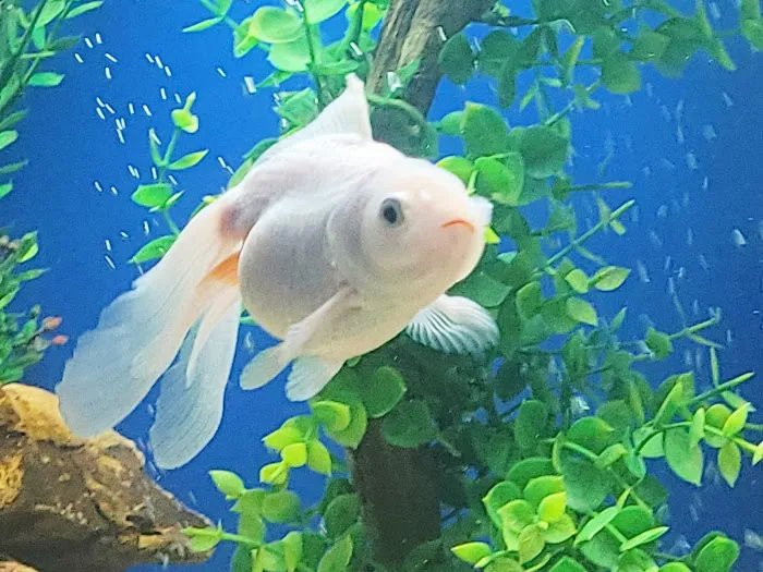 Aquarium Cleaning Services Picture 7