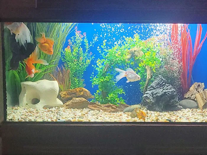 Aquarium Cleaning Services Picture 8