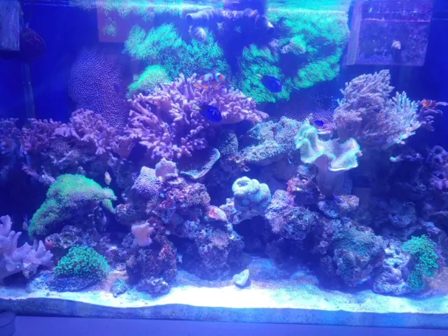 Tommy's Aquarium Maintenance Services-Design, Installation and Service for Salt Water, Fresh Water & Reef Tanks Picture 5