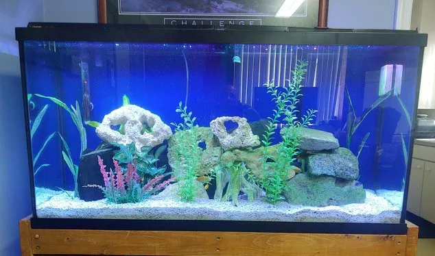 Tommy's Aquarium Maintenance Services-Design, Installation and Service for Salt Water, Fresh Water & Reef Tanks Picture 10