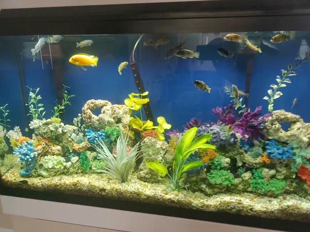 Tommy's Aquarium Maintenance Services-Design, Installation and Service for Salt Water, Fresh Water & Reef Tanks Picture 4