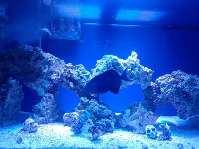 Tommy's Aquarium Maintenance Services-Design, Installation and Service for Salt Water, Fresh Water & Reef Tanks Picture 2