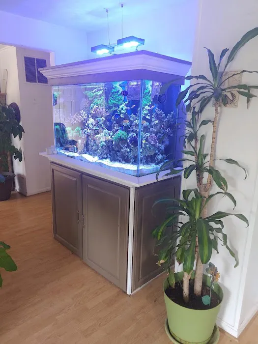 Tommy's Aquarium Maintenance Services-Design, Installation and Service for Salt Water, Fresh Water & Reef Tanks Picture 8