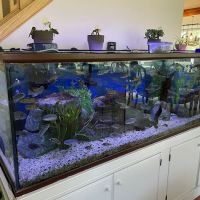 Tommy's Aquarium Maintenance Services-Design, Installation and Service for Salt Water, Fresh Water & Reef Tanks ico