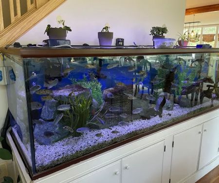 Tommy's Aquarium Maintenance Services-Design, Installation and Service for Salt Water, Fresh Water & Reef Tanks