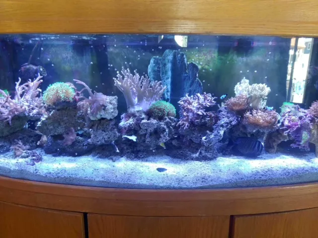 Tommy's Aquarium Maintenance Services-Design, Installation and Service for Salt Water, Fresh Water & Reef Tanks Picture 7