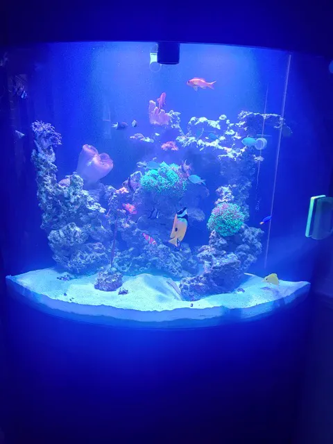 Tommy's Aquarium Maintenance Services-Design, Installation and Service for Salt Water, Fresh Water & Reef Tanks Picture 3