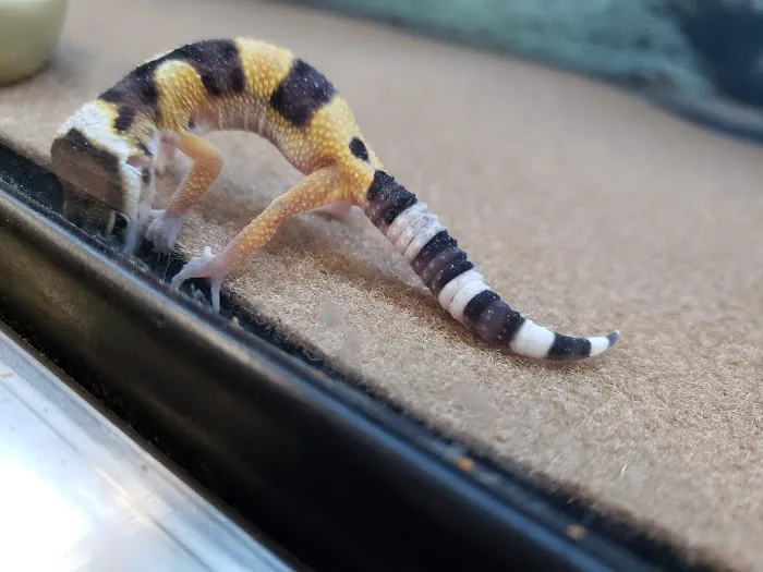 Petco Picture 5