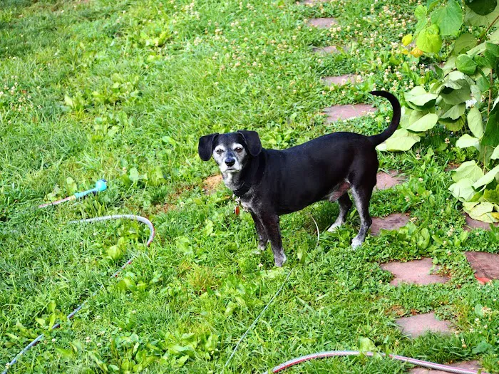 Western Maryland Animal Hospital Picture 10