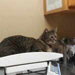 Western Maryland Animal Hospital