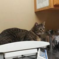 Western Maryland Animal Hospital ico