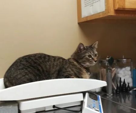 Western Maryland Animal Hospital