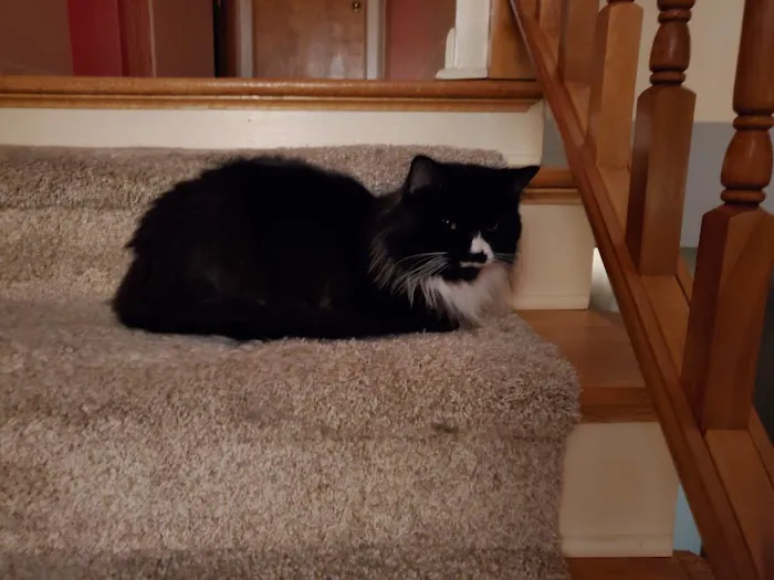 Stepping Stone Animal Society Picture 2
