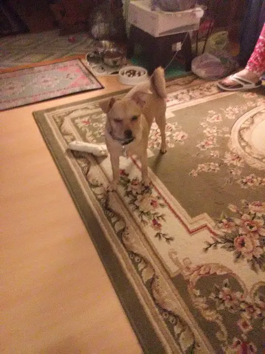 Stepping Stone Animal Society Picture 9