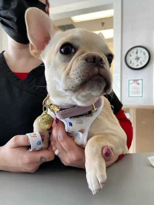 Commack Veterinary Center Picture 7