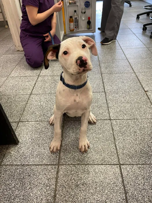Commack Veterinary Center Picture 8