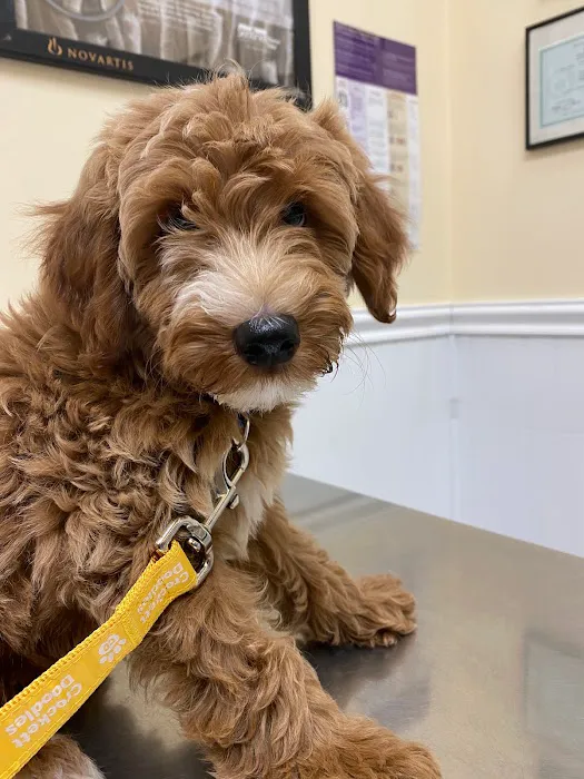 Commack Veterinary Center Picture 5