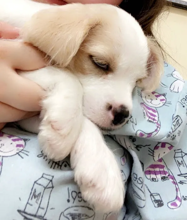 Commack Veterinary Center Picture 4