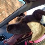 Smithtown Animal Hospital