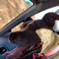 Smithtown Animal Hospital ico