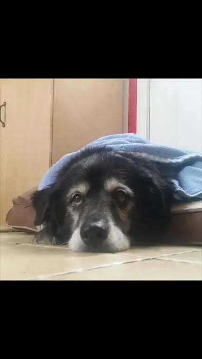 Smithtown Animal Hospital Picture 9