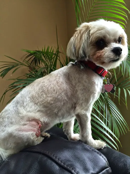 Kings Park Animal Hospital Inc Picture 1