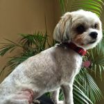 Kings Park Animal Hospital Inc