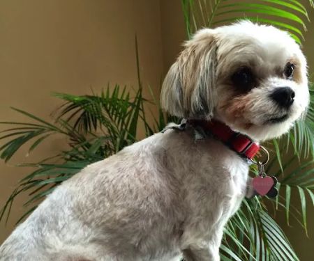 Kings Park Animal Hospital Inc