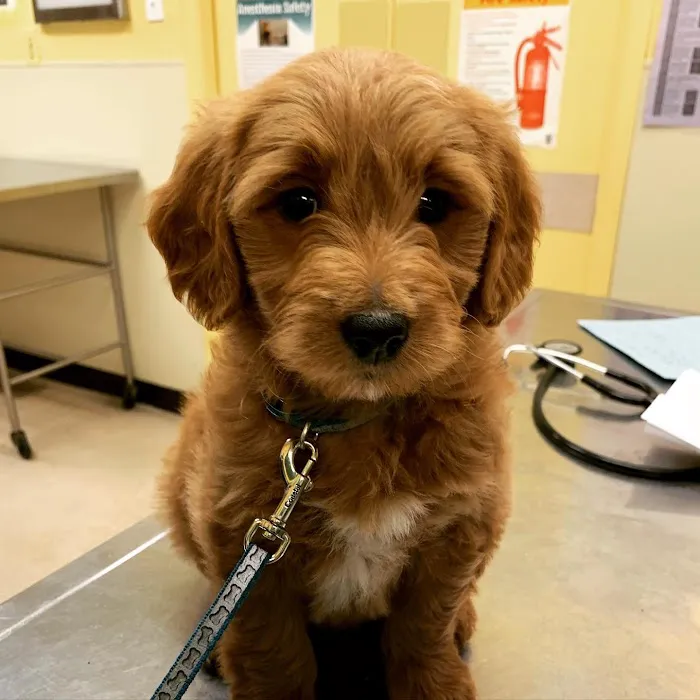 Smithtown Village Animal Hospital Picture 5
