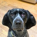 Smithtown Village Animal Hospital