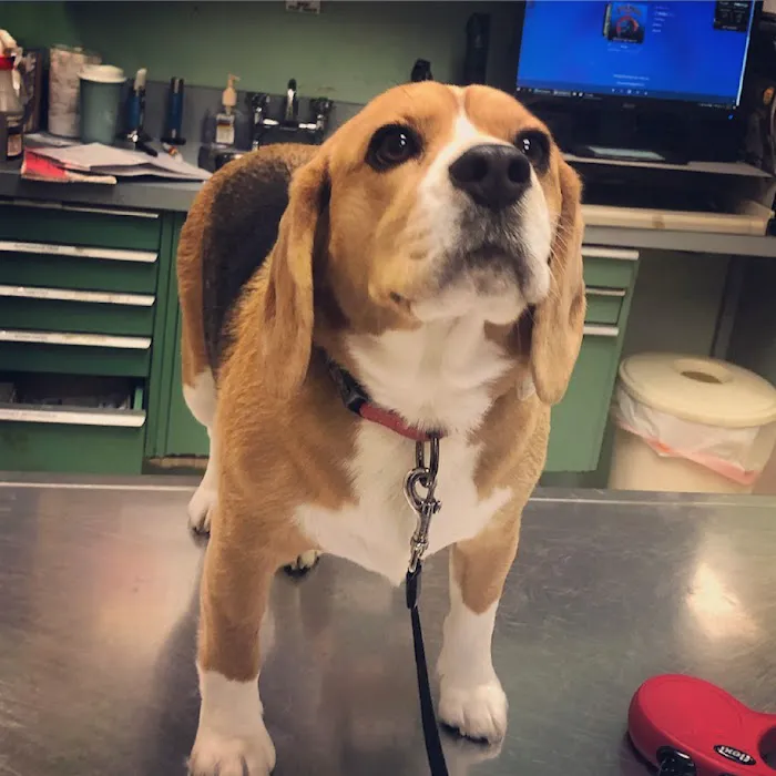 Smithtown Village Animal Hospital Picture 9