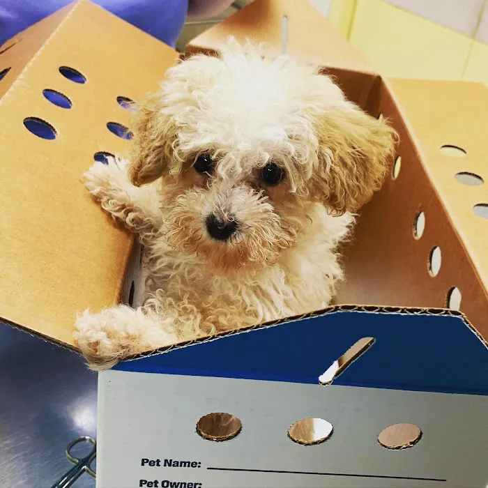 Smithtown Village Animal Hospital Picture 10