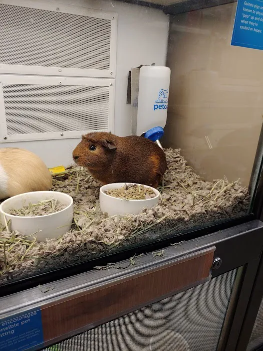Petco Picture 6