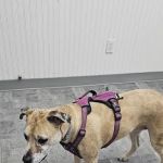 Island Rescue