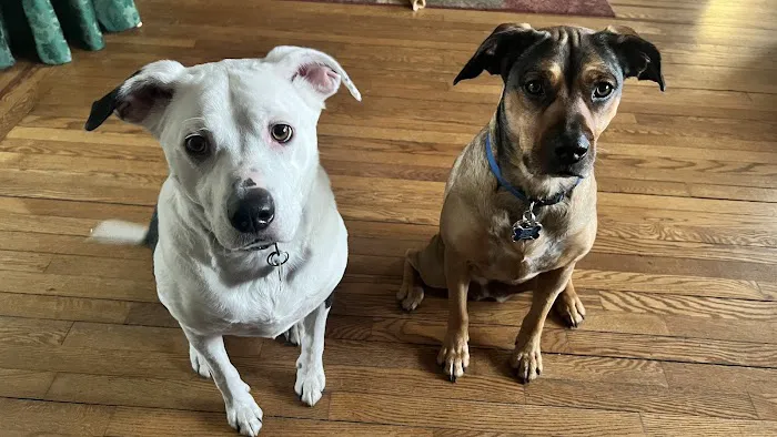 Twins Veterinary Hospital Picture 5