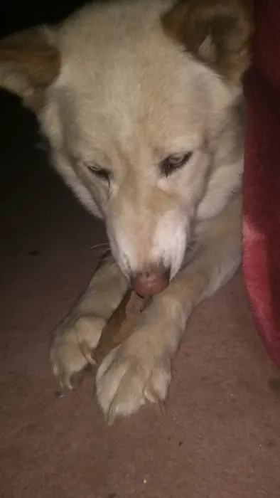 Almond Veterinary Hospital Picture 2