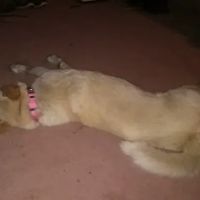 Almond Veterinary Hospital ico